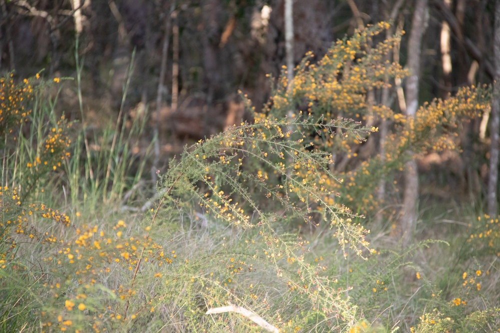 Denmark Hill Conservation Reserve, Ipswich, September 2022