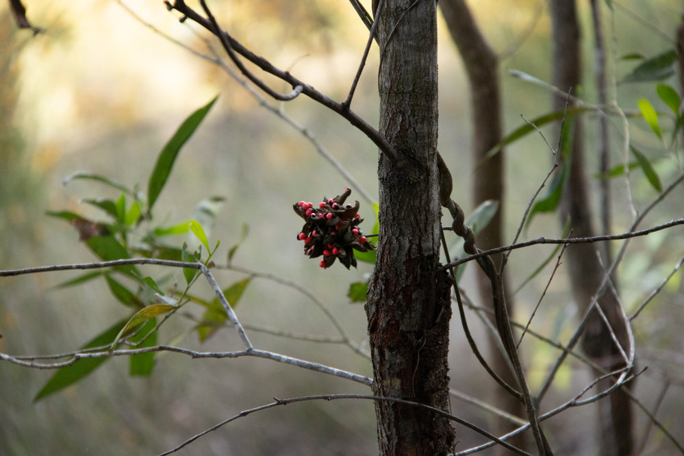 Denmark Hill Conservation Reserve, Ipswich, September 2022