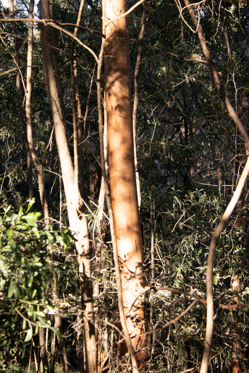 Denmark Hill Conservation Reserve, Ipswich, September 2022
