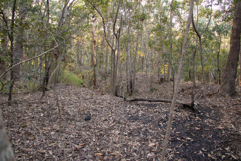 Denmark Hill Conservation Reserve, Ipswich, September 2022