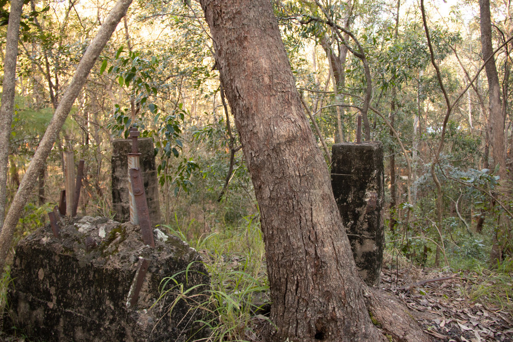 Denmark Hill Conservation Reserve, Ipswich, September 2022
