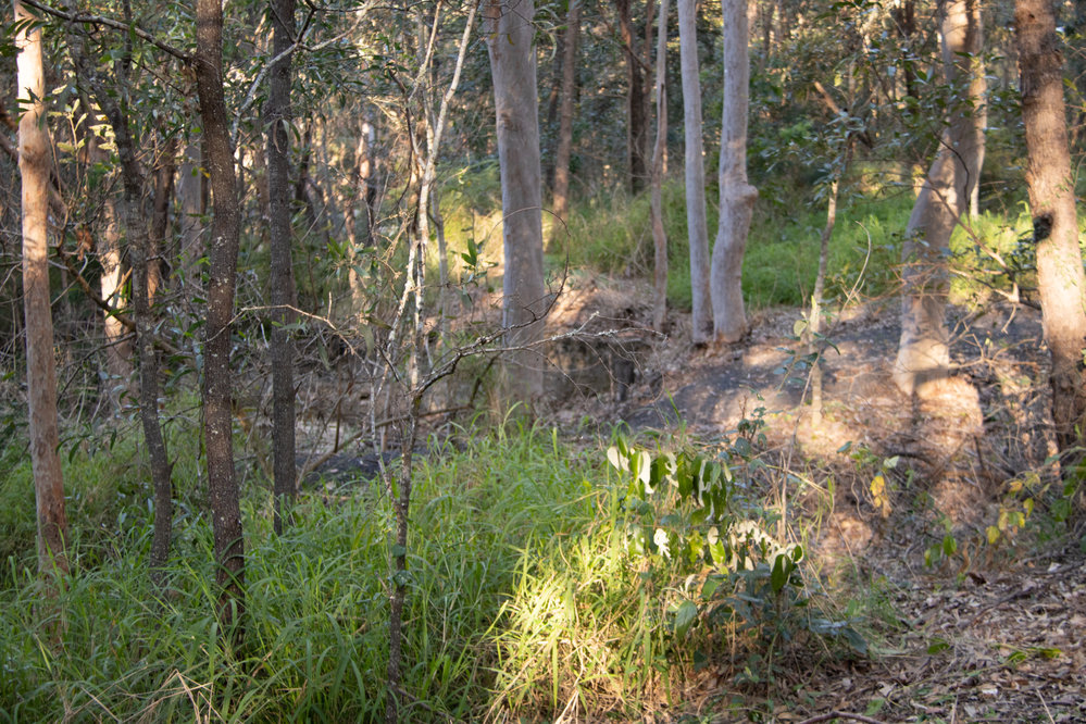 Denmark Hill Conservation Reserve, Ipswich, September 2022