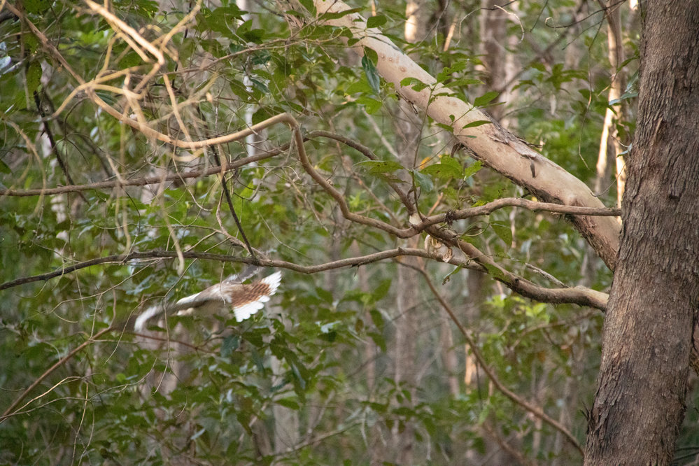 Kookaburra in flight, Denmark Hill Conservation Reserve, Ipswich, September 2022