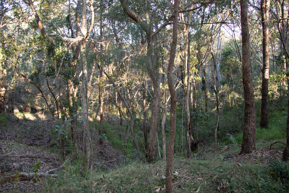 Denmark Hill Conservation Reserve, Ipswich, September 2022