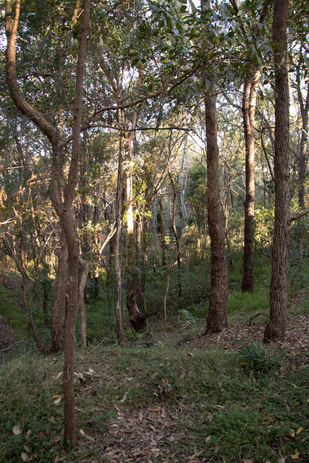 Denmark Hill Conservation Reserve, Ipswich, September 2022