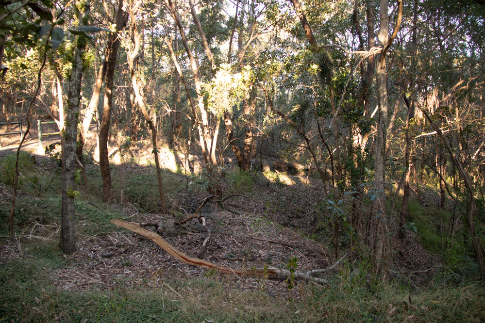 Denmark Hill Conservation Reserve, Ipswich, September 2022
