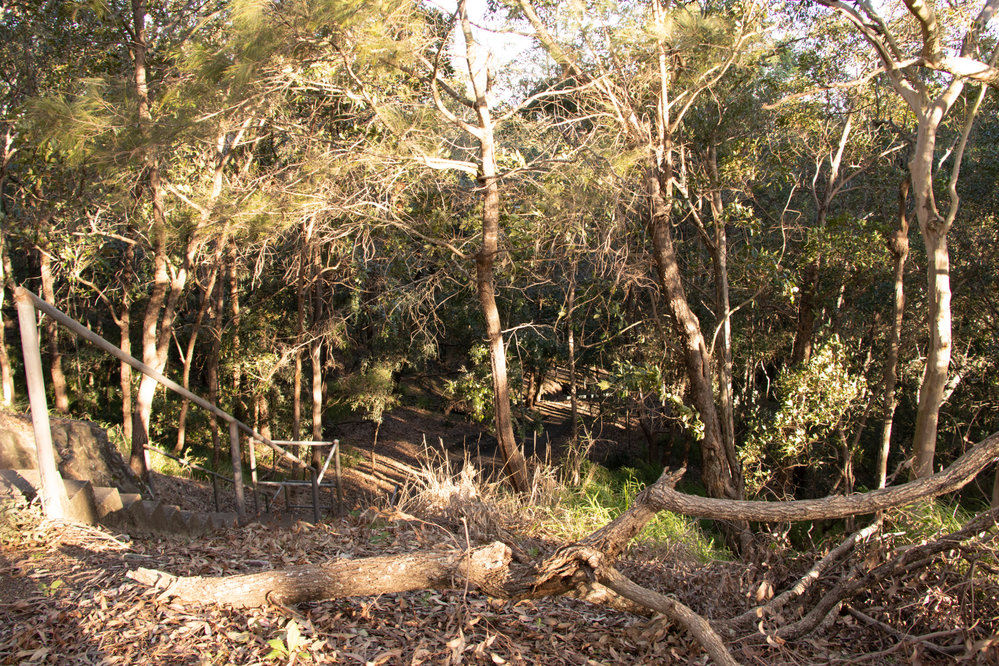Denmark Hill Conservation Reserve, Ipswich, September 2022