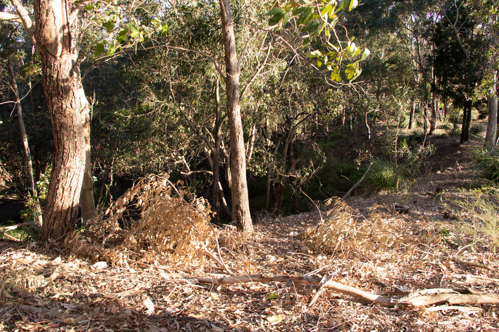 Denmark Hill Conservation Reserve, Ipswich, September 2022