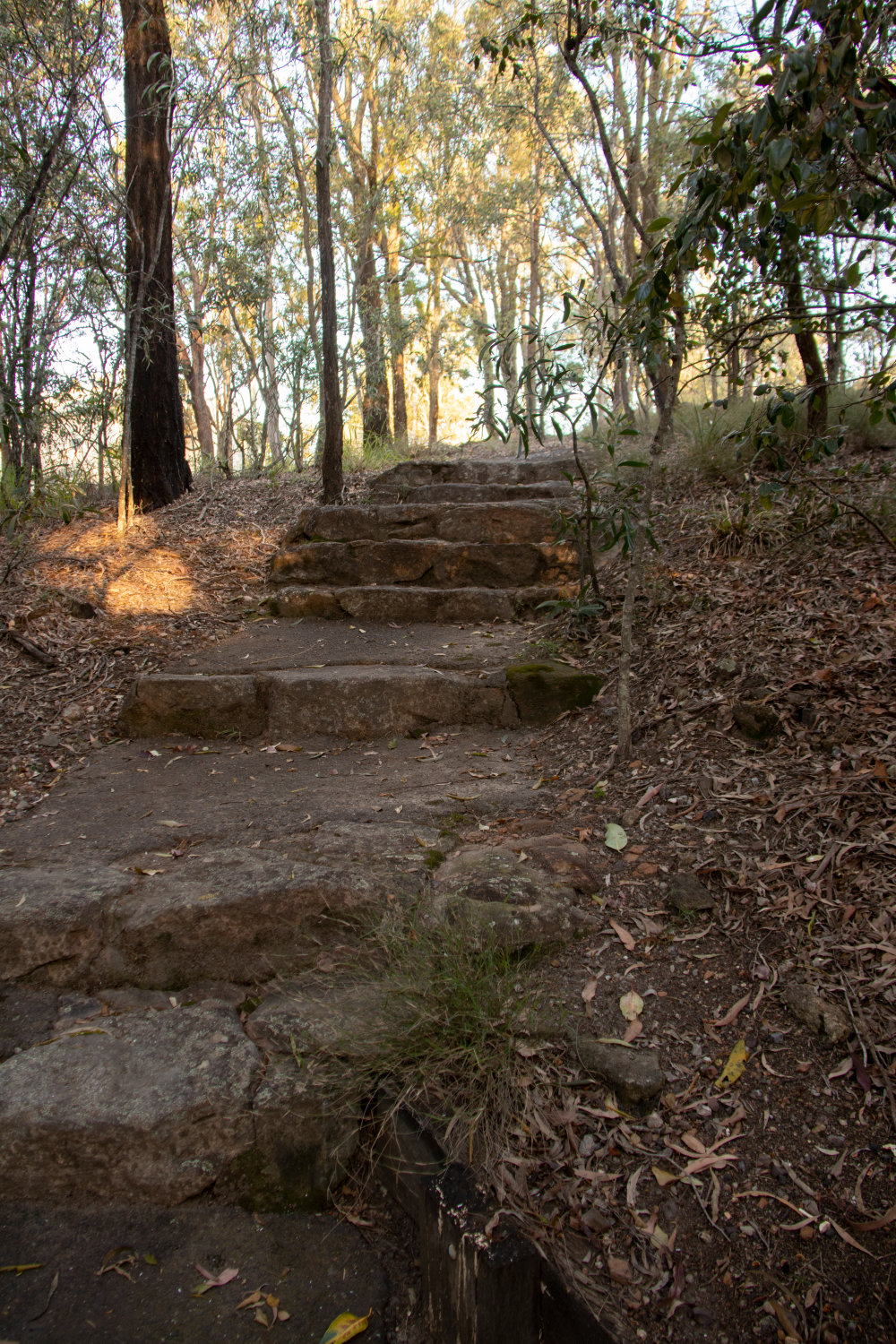 Denmark Hill Conservation Reserve, Ipswich, September 2022