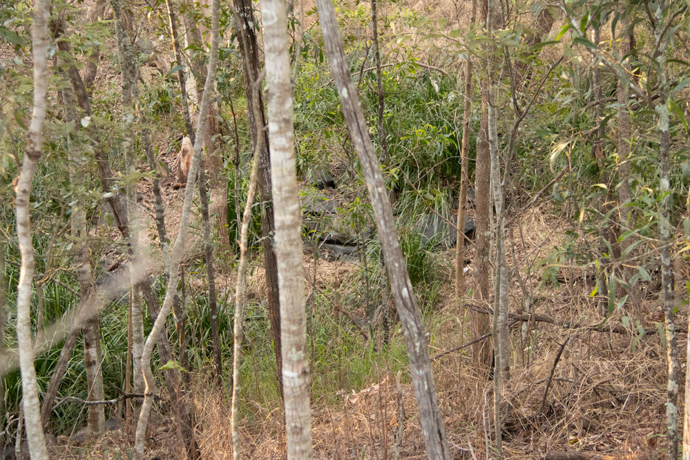Denmark Hill Conservation Reserve, Ipswich, September 2022