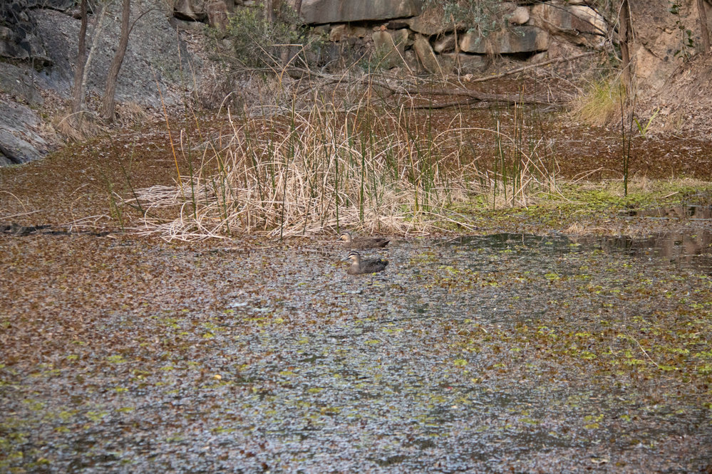 Denmark Hill Conservation Reserve, Ipswich, September 2022