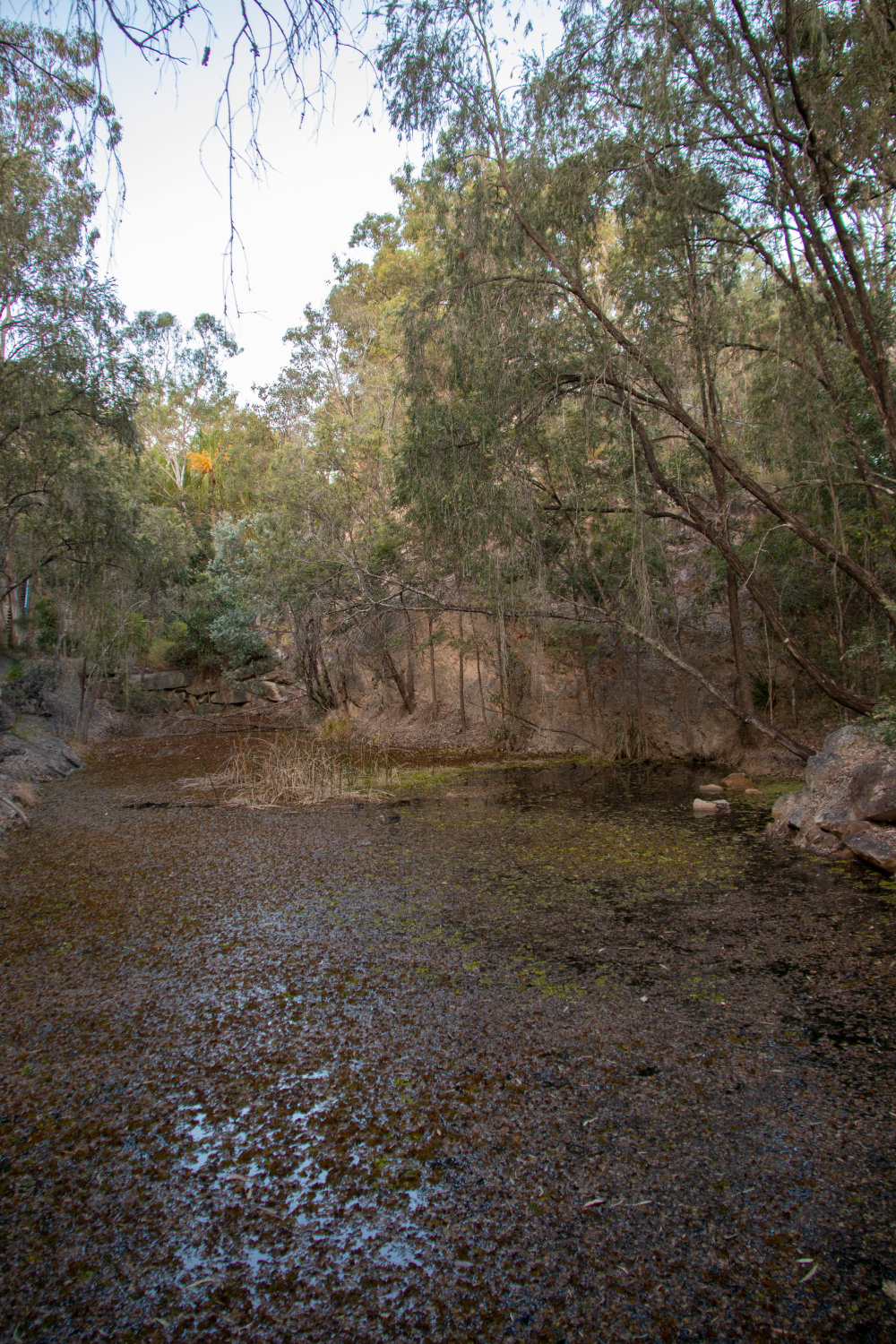 Denmark Hill Conservation Reserve, Ipswich, September 2022