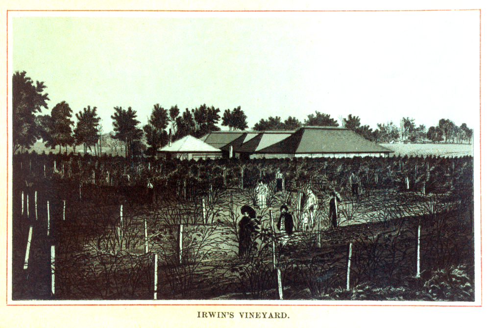 Irwin's Vineyard, Warrill Creek, Ipswich, 1887 (1990s)