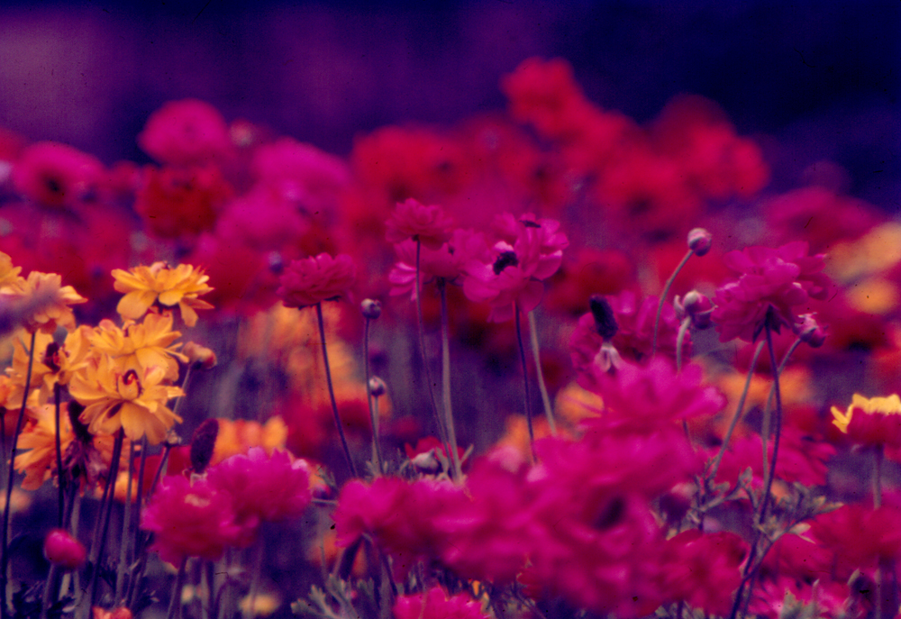 Flowers at Queens Park, Ipswich, c.1970