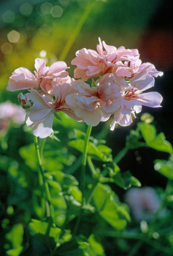 Flowers at Queens Park, Ipswich, c.1970