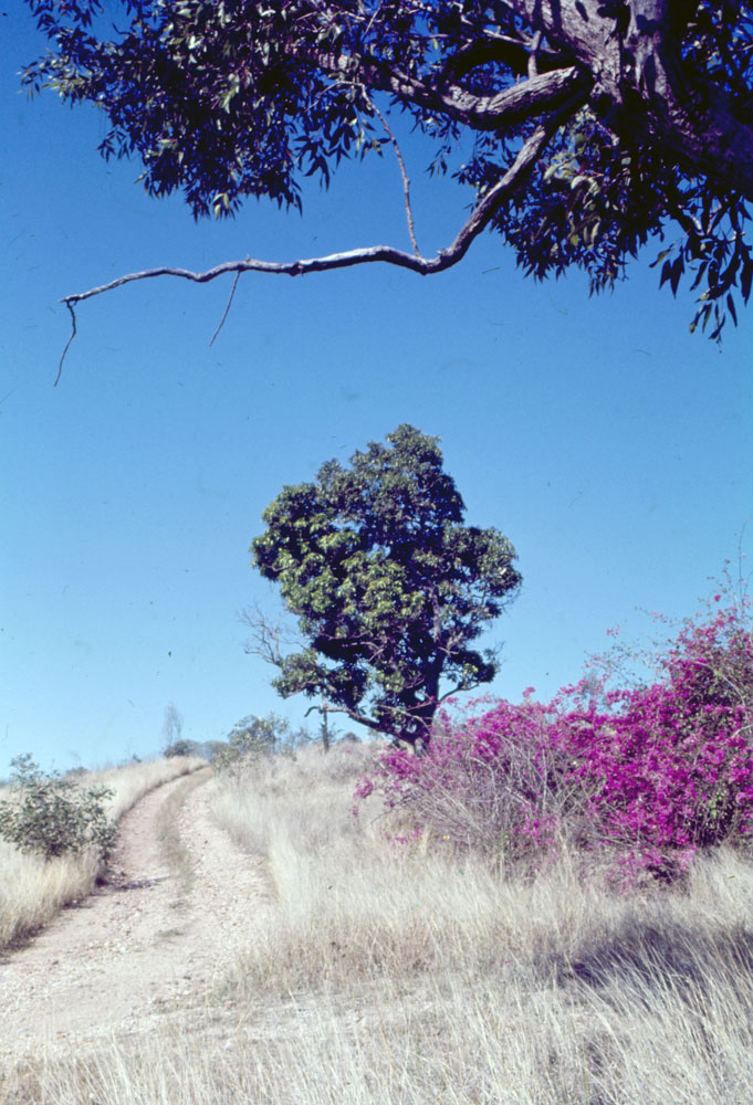 Track to site of Brynhyfryd ruins, Blackstone, 1970