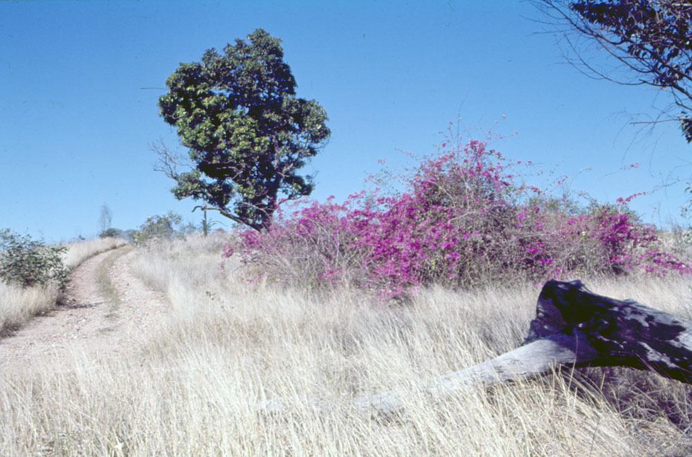 Track to site of Brynhyfryd ruins, Blackstone, 1970