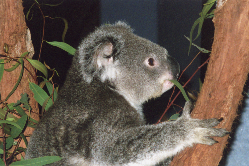 Koalas at Redbank Plains Library, n.d.