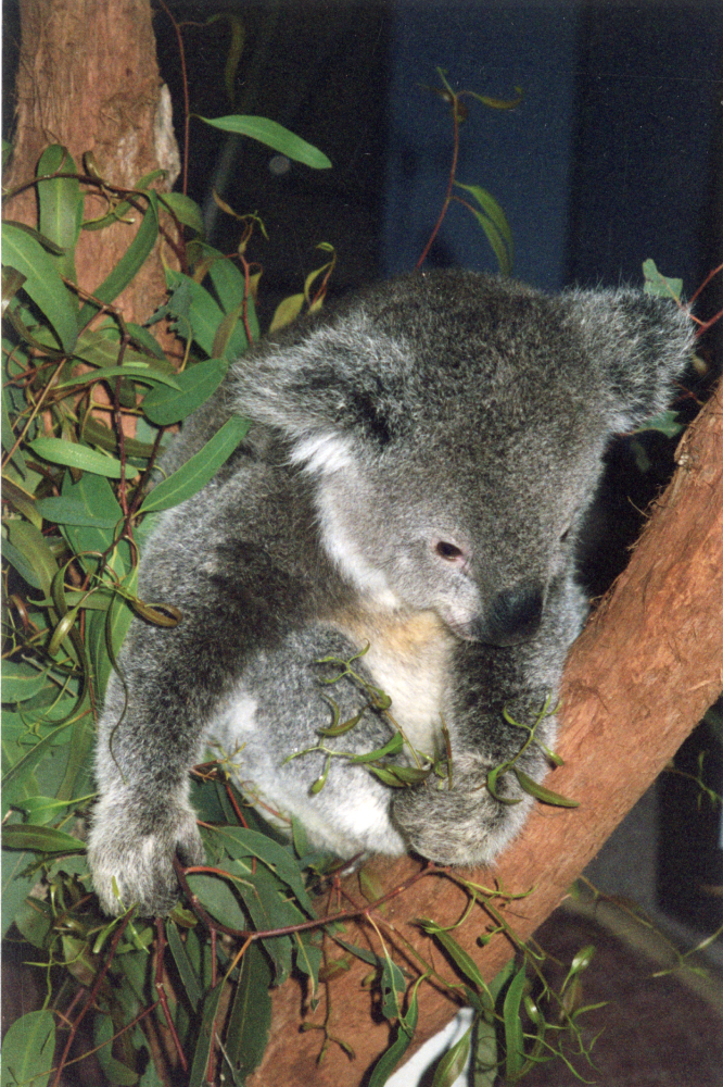 Koalas at Redbank Plains Library, n.d.