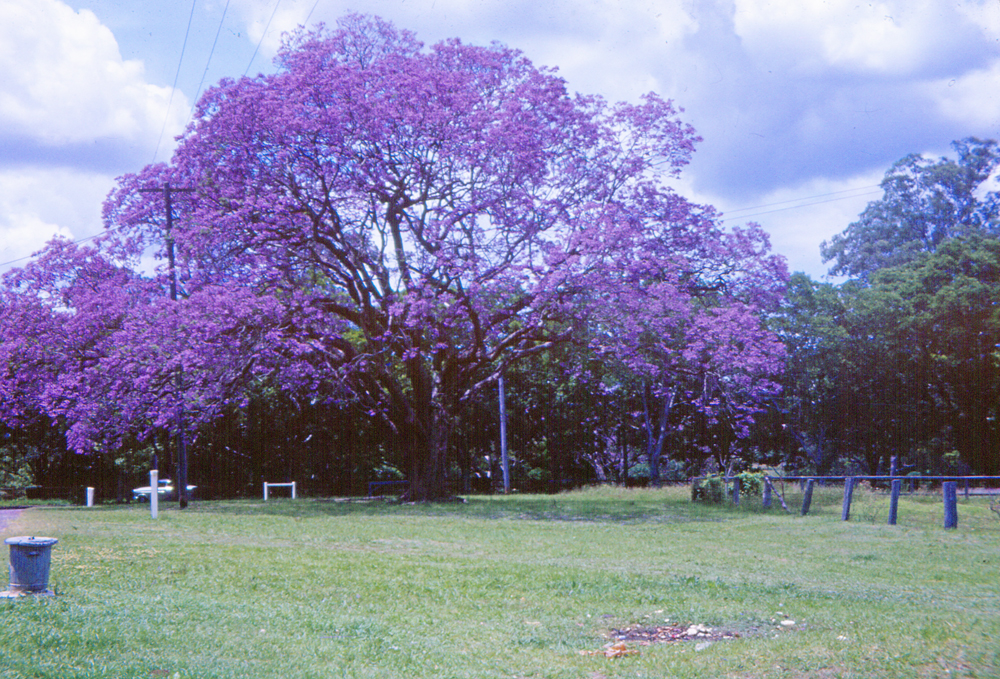 Jacaranda tree at Goodna, Ipswich, 1963