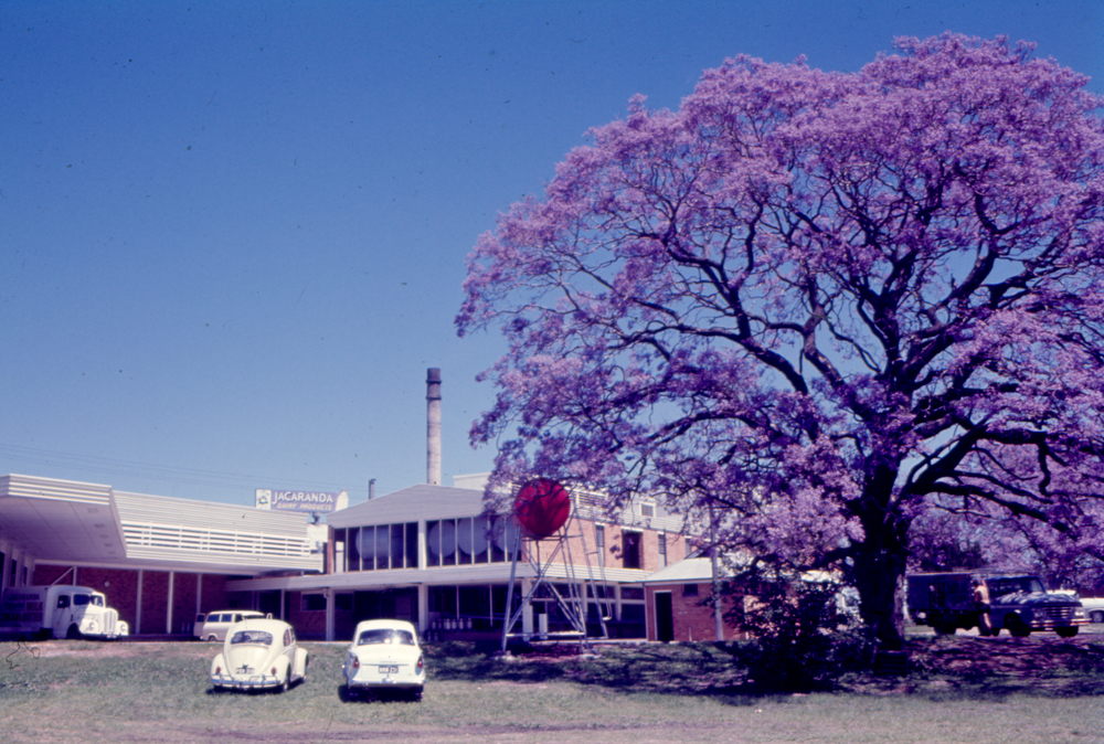 Jacaranda tree outside Jacaranda Butter Milk Factory, Jacaranda Street, Booval, Ipswich, 1970