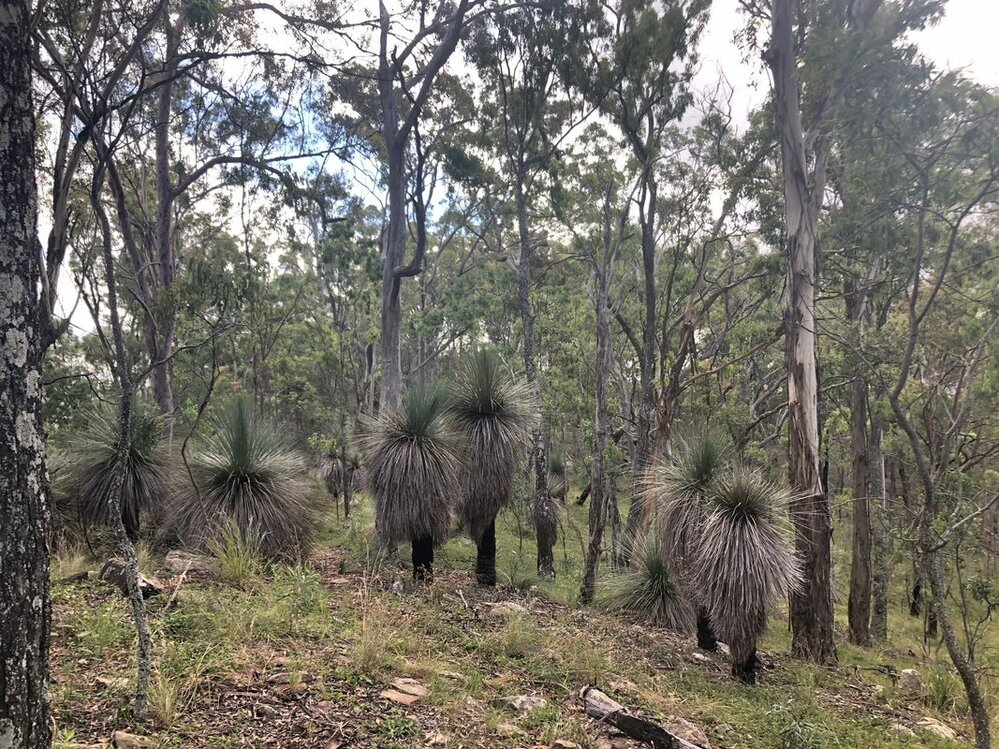 Xanthorrhoea - Flinders Goolman, 2021