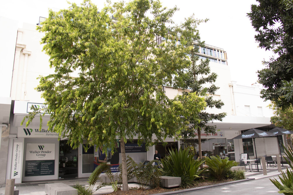 Gardens in front of 28 Nicholas Street, Ipswich, March 2023