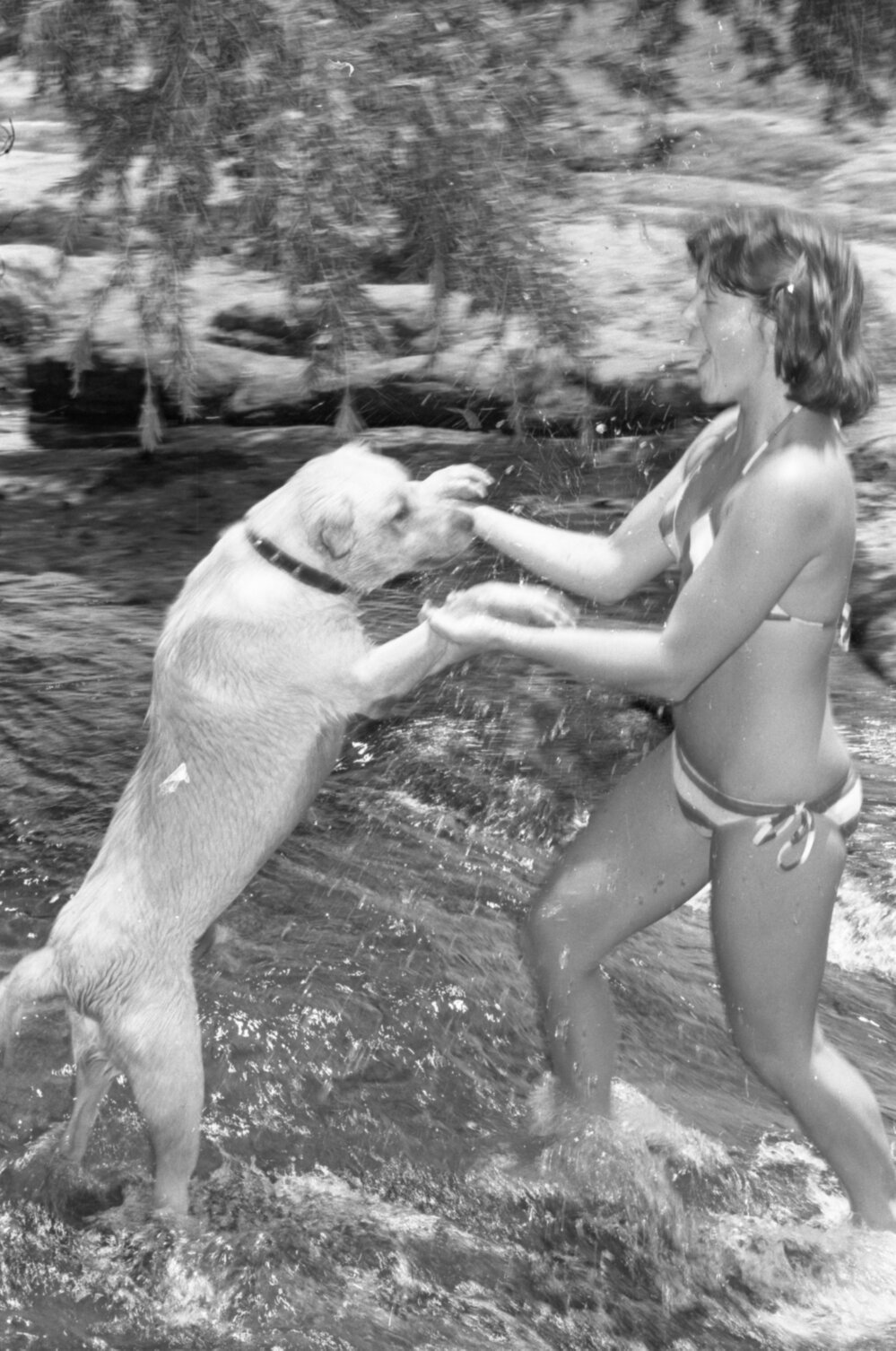 Thought to be Sandra Stephenson playing with dogs in creek, Ipswich, Queensland, January 1978