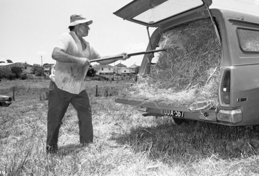 Man loads car with hay to feed cows, Ipswich, Queensland, January 1978