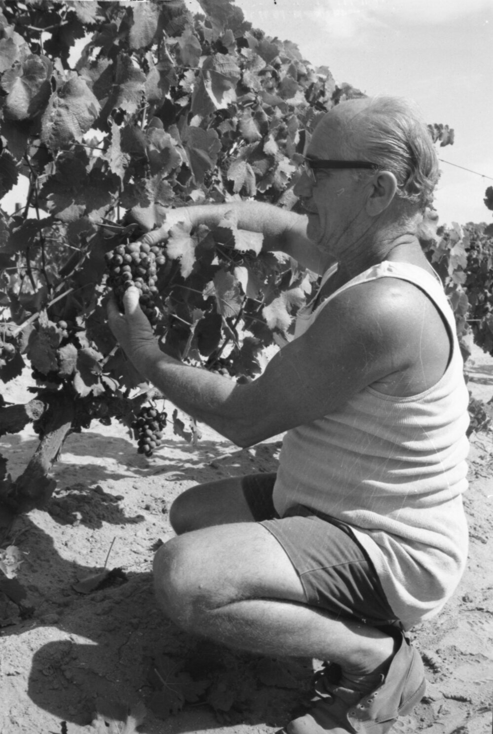 Man in Vineyard, Ipswich, Queensland, January 1978
