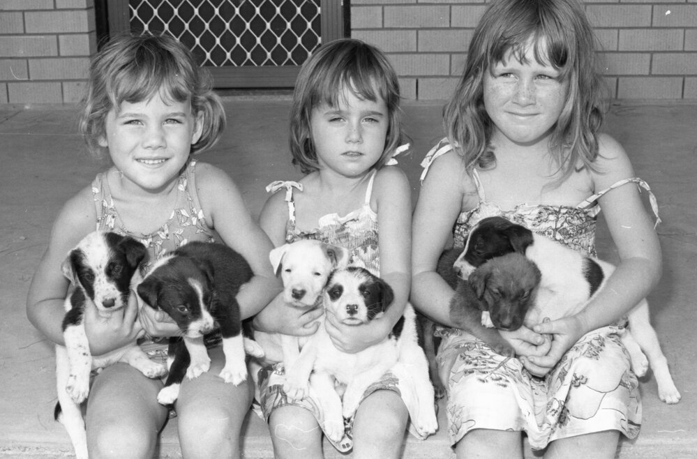 Children with puppies and a lamb, Ipswich, Queensland, January 1978