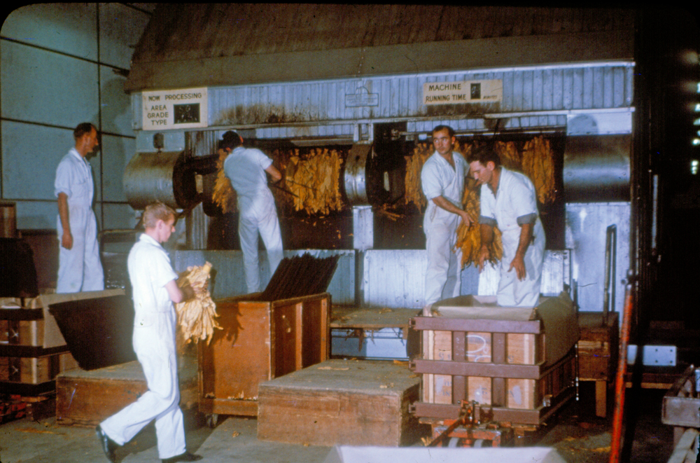 Workers at the Granville Tobacco Processors, Bundamba, Ipswich, 1969