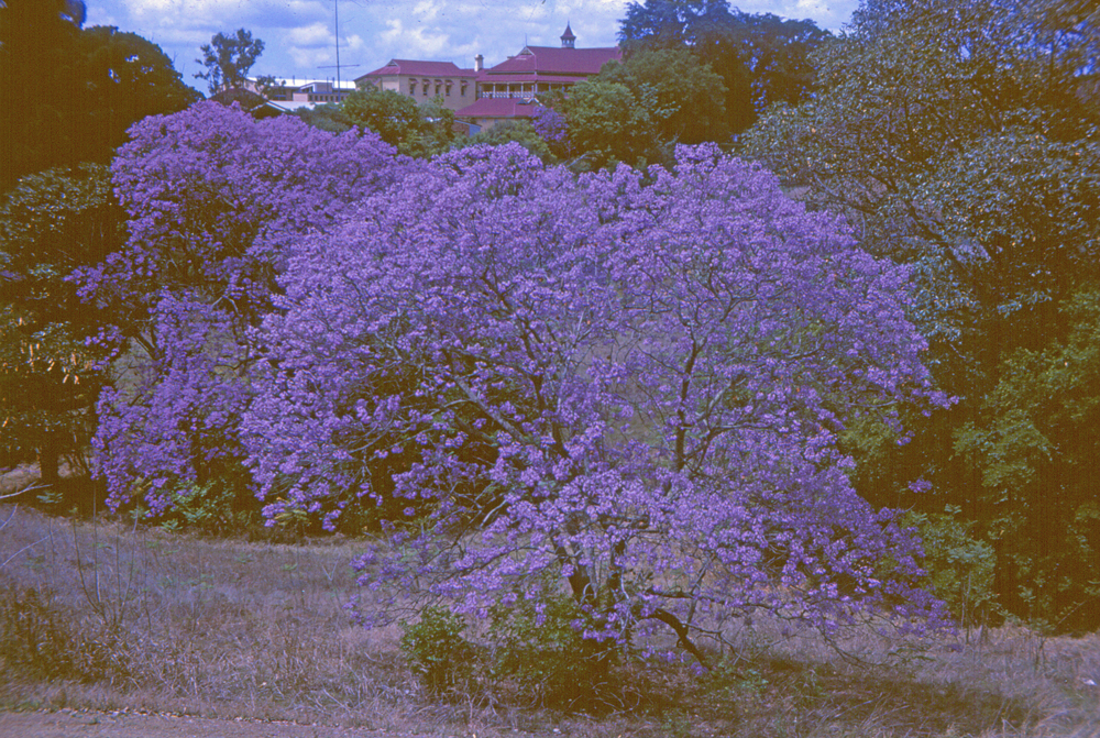 Jacaranda trees at back of Ipswich Girls' Grammar School, Ipswich, 1963