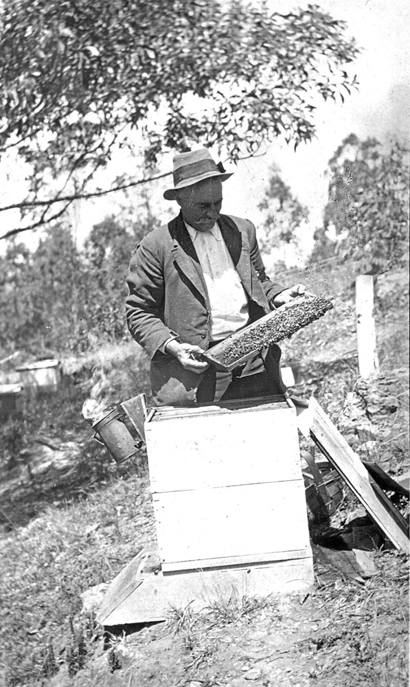 Henry Lewis Jones, with his beehives at Oakleigh, Redbank Plains, 1920s