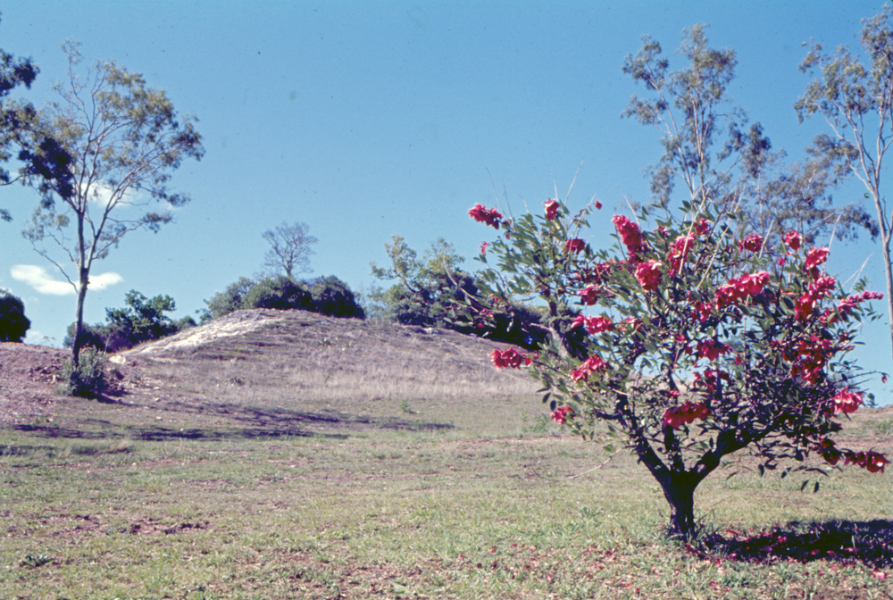 Limestone ridge, Queens Park, Ipswich, c.1970