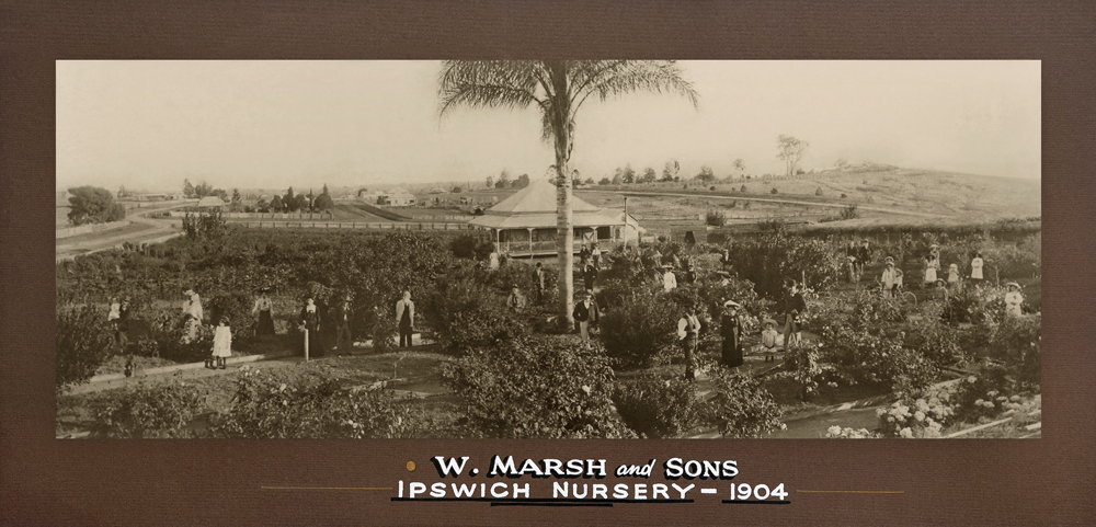 Marsh's Nursery, Ipswich 1904
