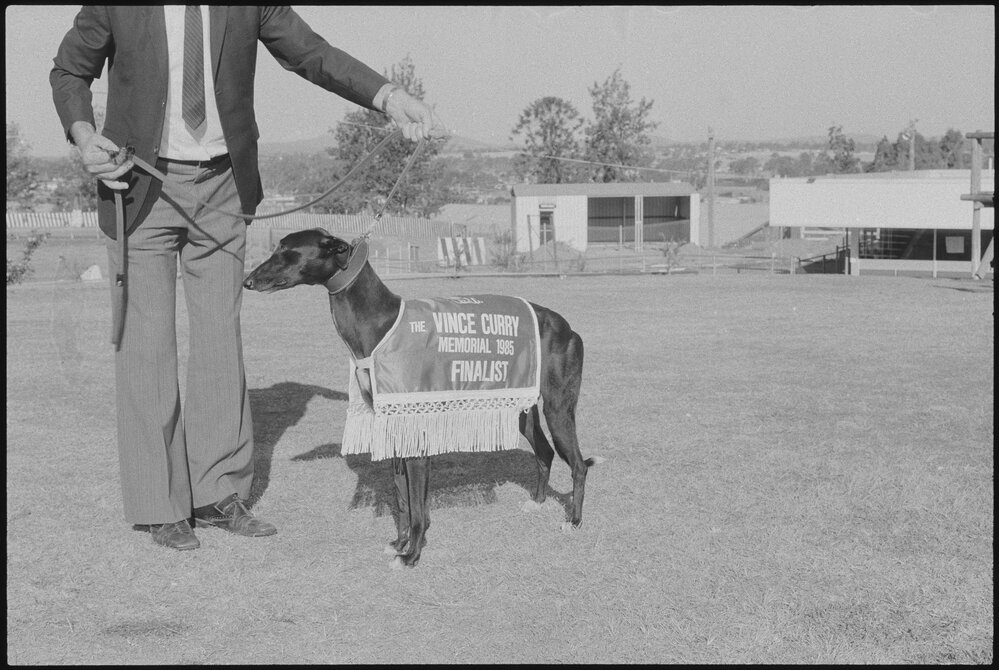 The finalist greyhound at the Ipswich Greyhound Racing Club, Ipswich, July 1985