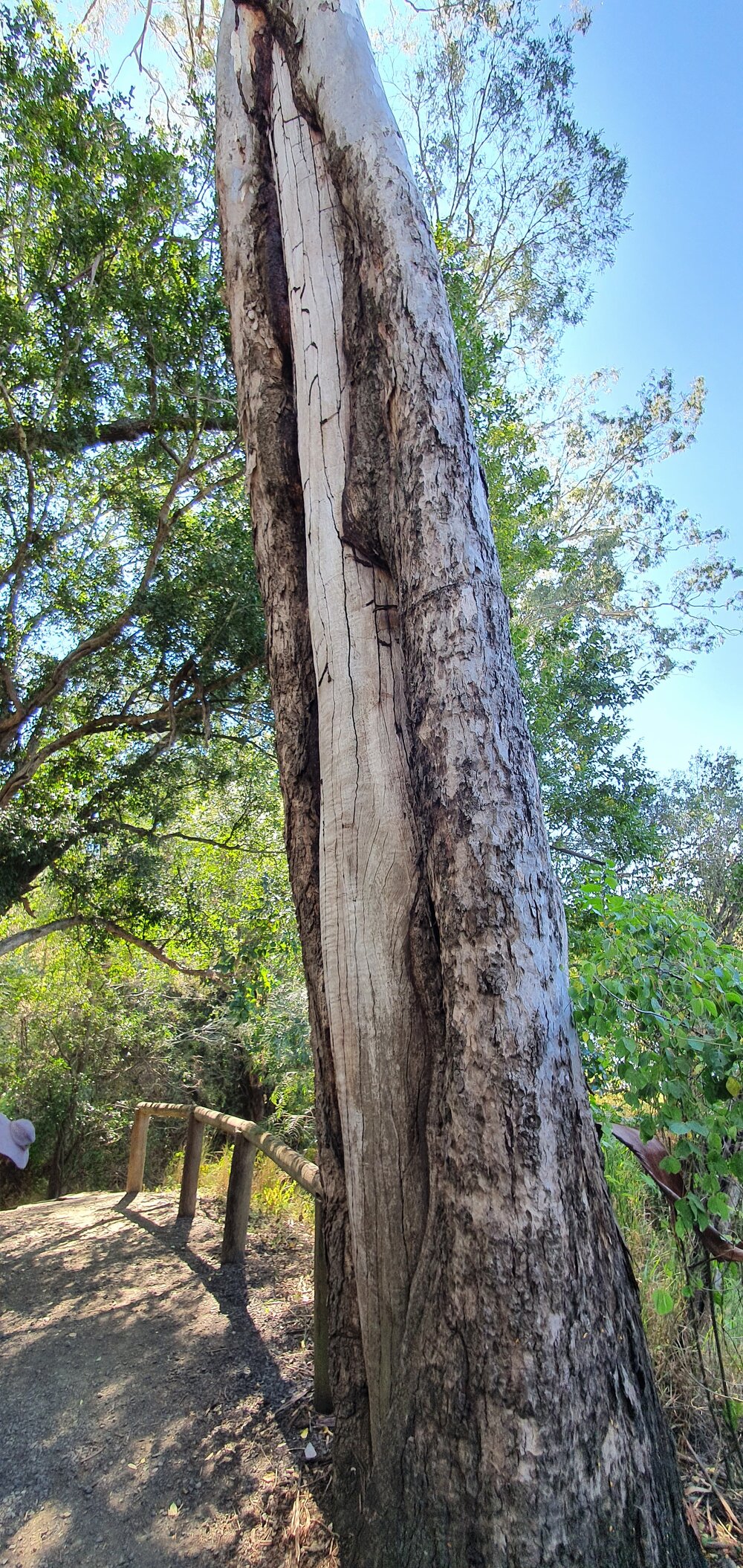 Kholo Gardens - Scar tree, 2019