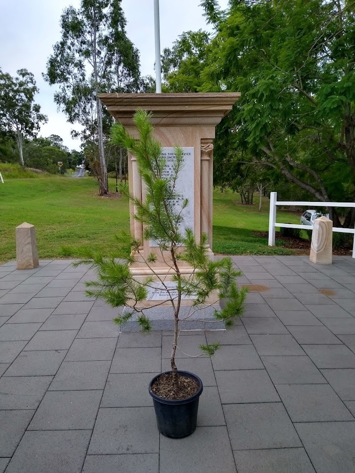 Pine Mountain Honour Stone: Lone Pine Tree, 2023