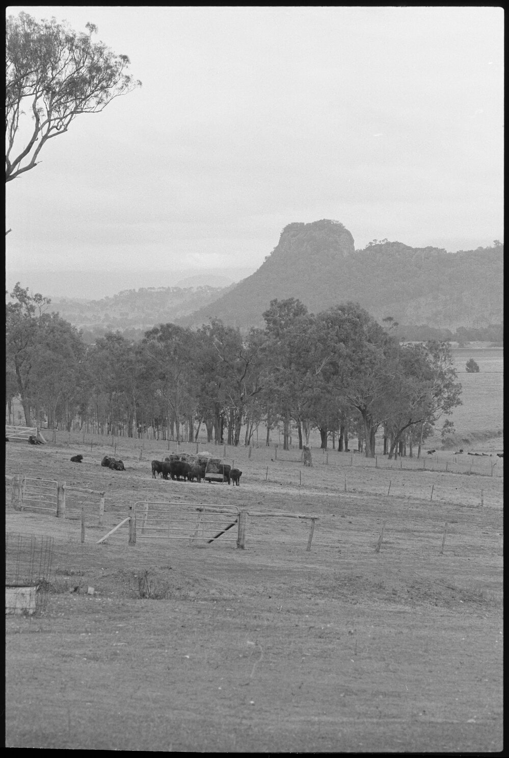 Rural views of cows and trees, possibly near Ivory's Rock