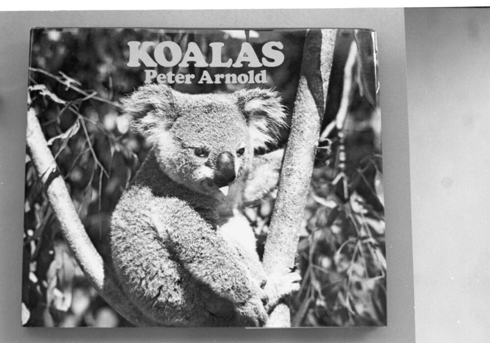 Koalas by Peter Arnold, Ipswich, January 1978