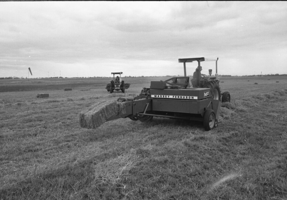 Volunteers baling hay for drought-struck farmers at RAAF Base Amberley, Amberley, Ipswich, Queensland, January 1978