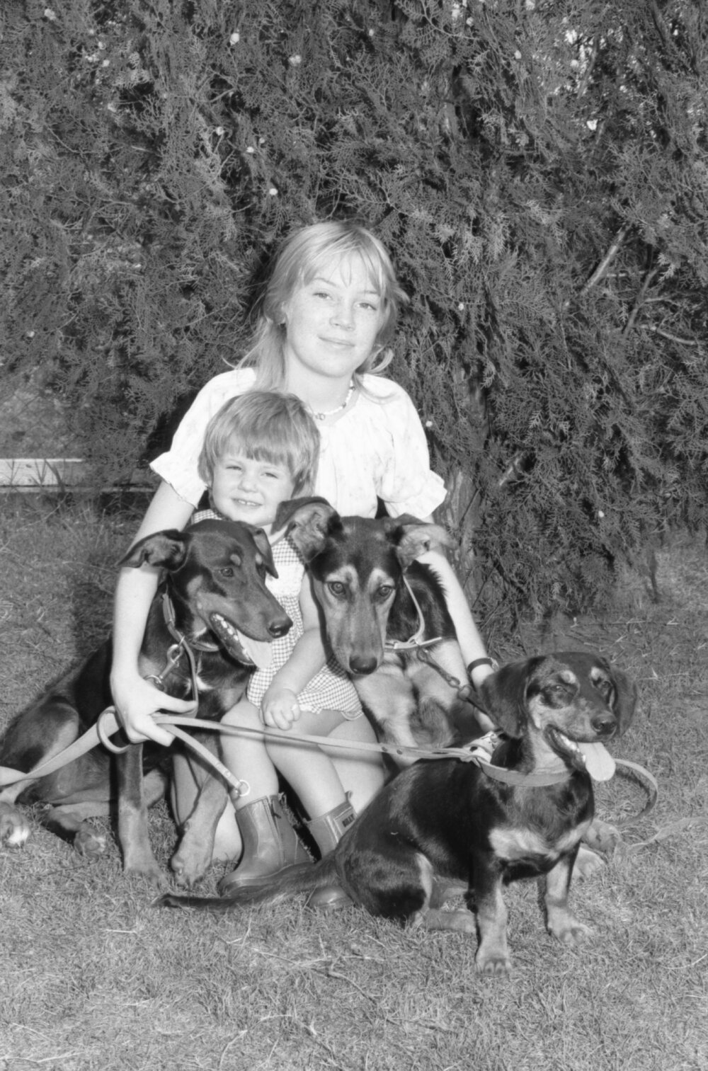 Two unidentified girls with three dogs, Ipswich, Queensland, January 1978