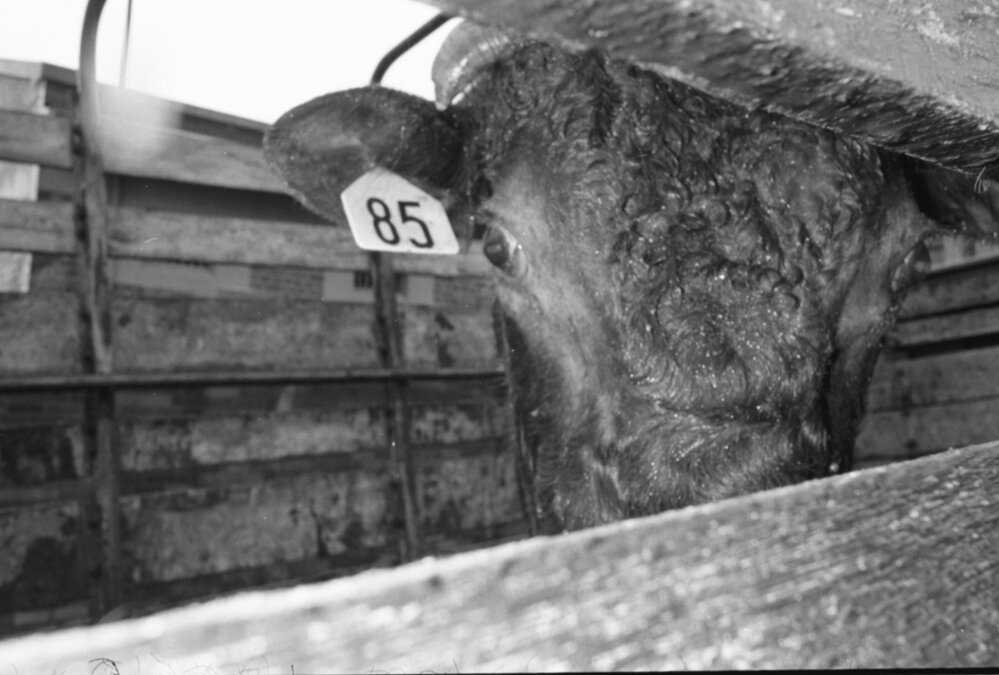 Shorthorn bull in a livestock truck, Ipswich, January 1978