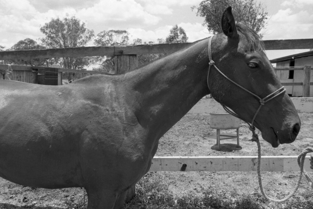 Horse on a farm, Ipswich, December 1977