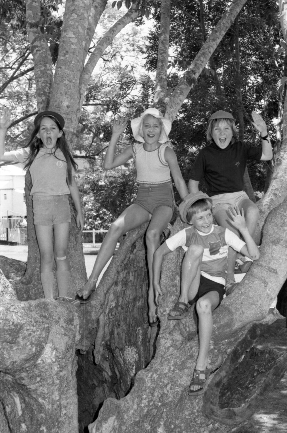 Kids climbing trees at a park, Ipswich, December 1977