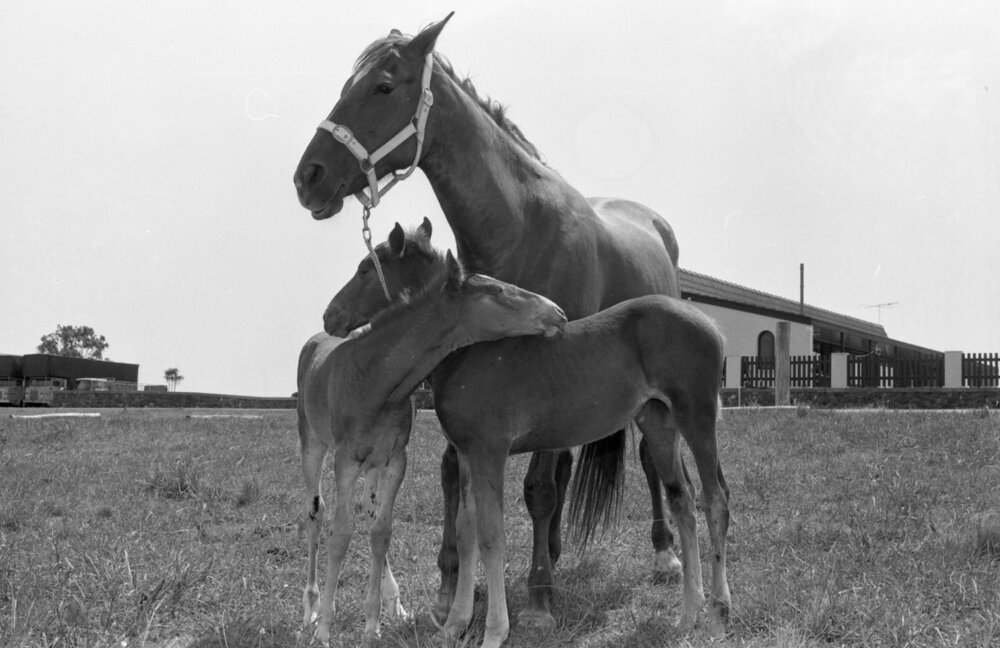 Foals with their mother, Ipswich, December 1977