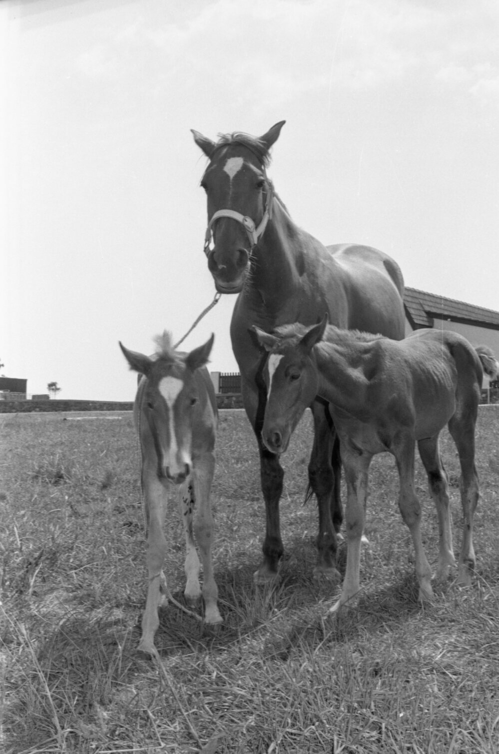 Foals with their mother, Ipswich, December 1977