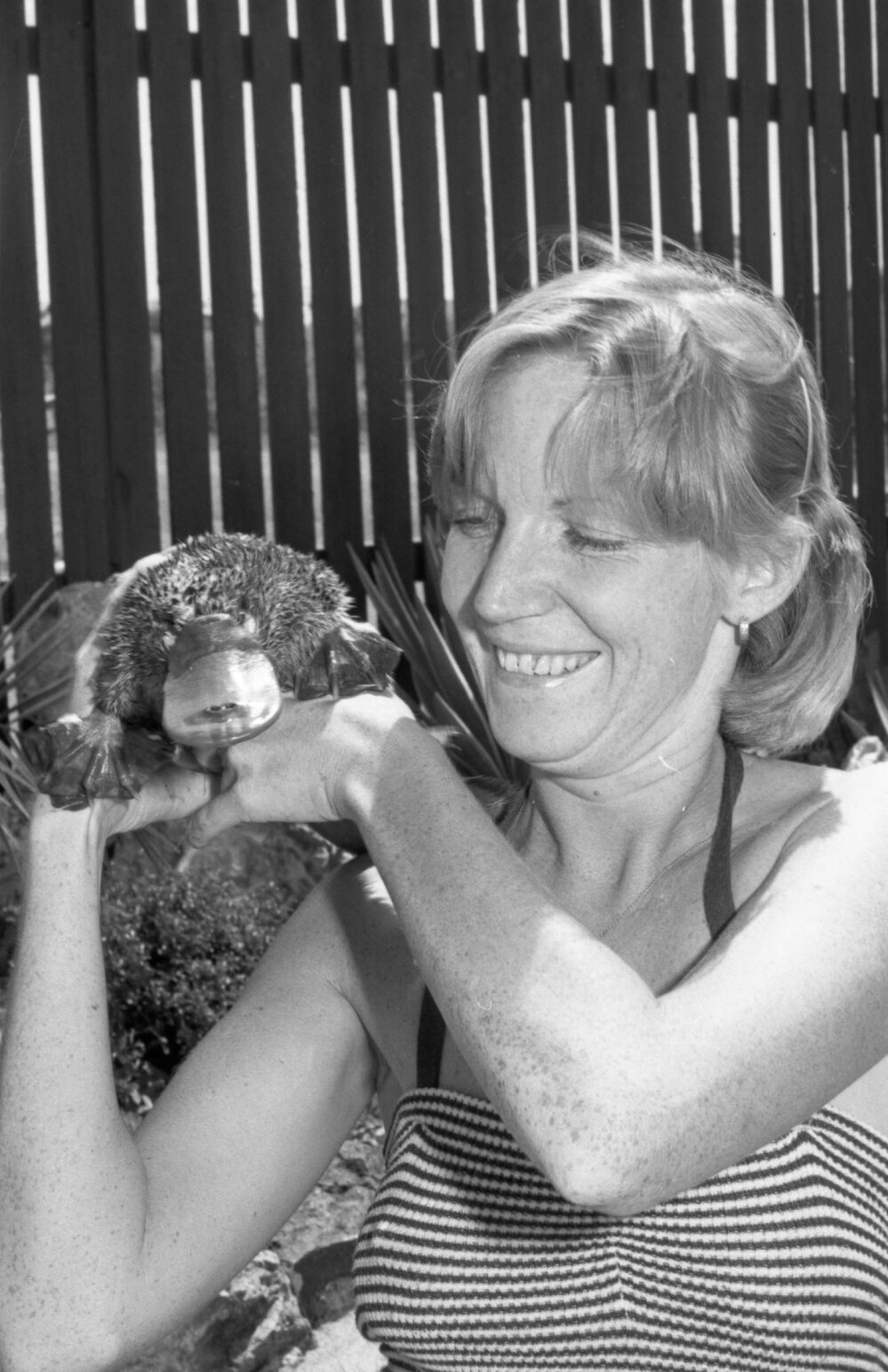 L. Ward with platypus, Ipswich, 16th February 1978