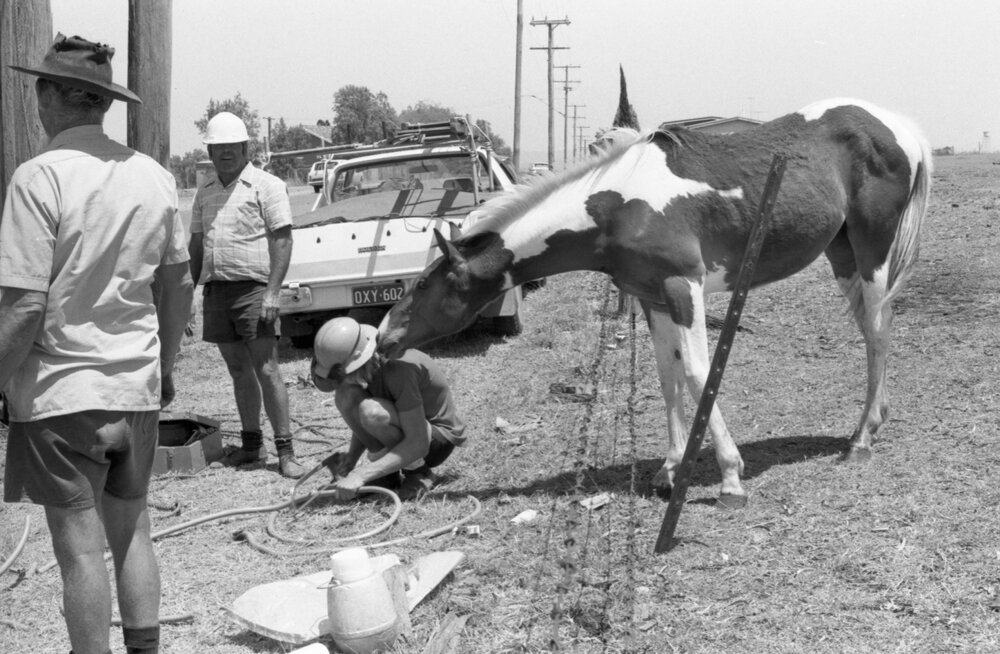 Curious horse watches tradesmen, Ipswich, November 1977